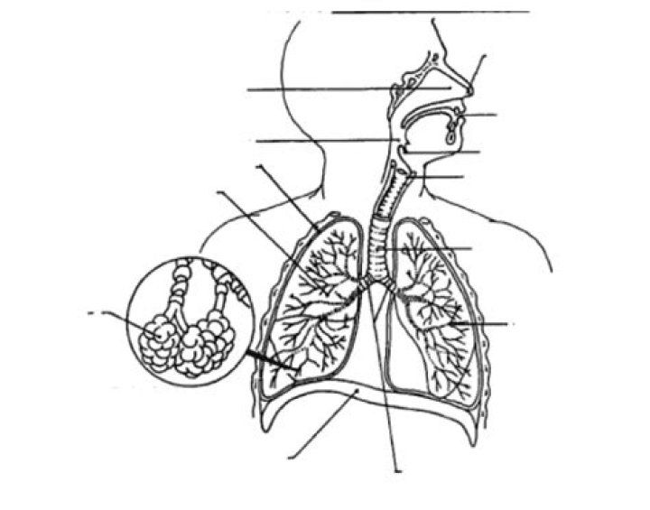 A&P 2 lab practical — Playlist
