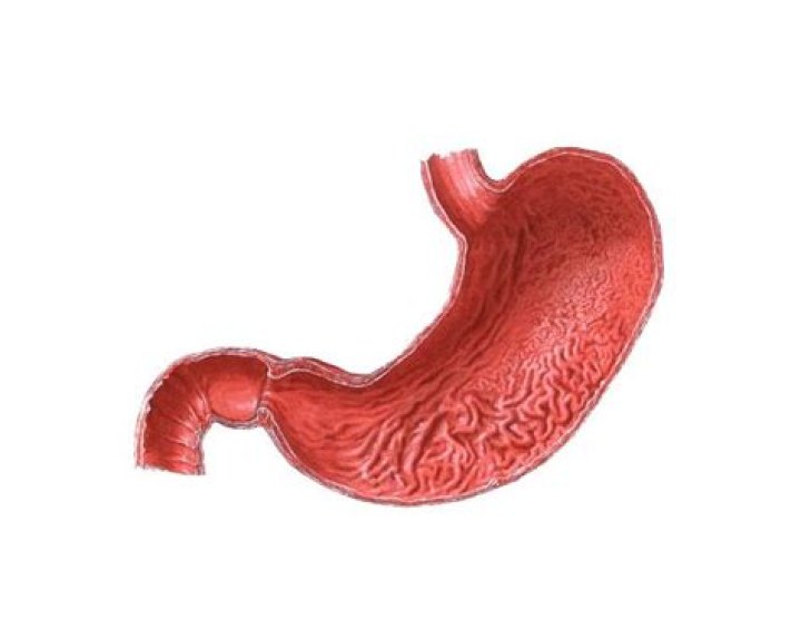 [Anatomia - Sistema Digestorio - Estomago] Quiz