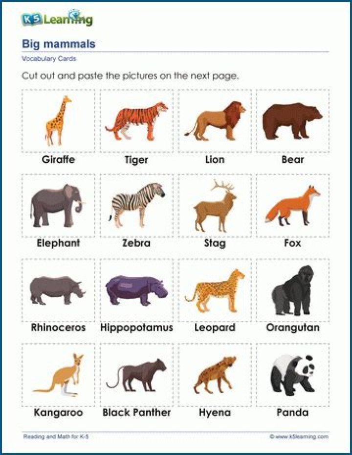 Animal Words
