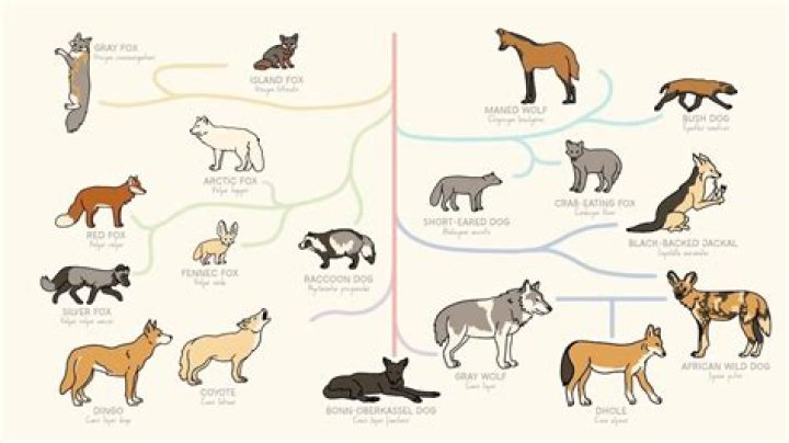 (biology) Dogs, foxes, wolves Figgerits Answer