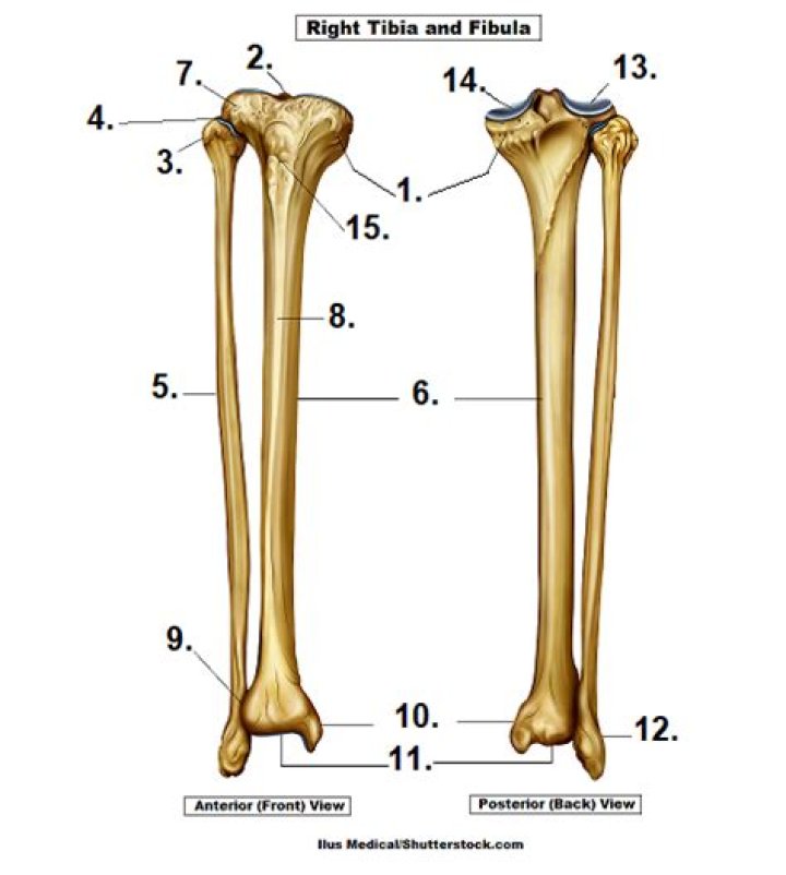 Bony Landmarks: Tibia and Fibula Quiz