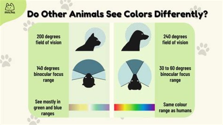 Can cats see in 2d?