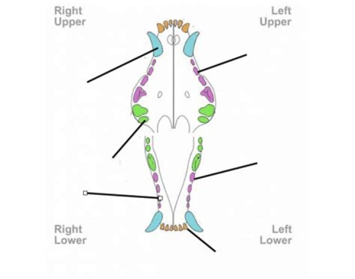 Canine Dental Arcade Quiz