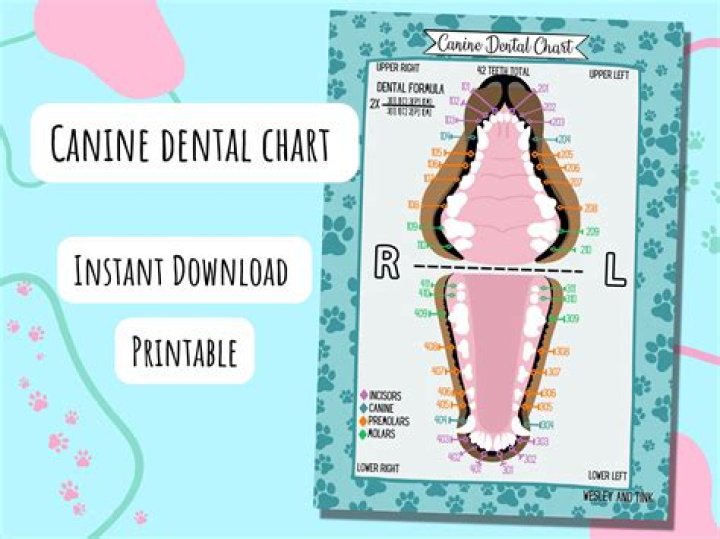 Canine Dental Chart Quiz