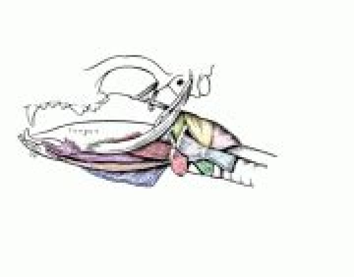Canine Hyoid Apparatus Quiz