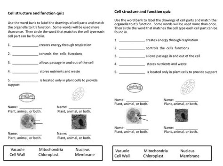 Cell Structure Quiz
