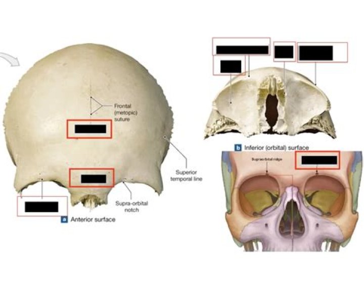 cranial bone markings Quiz