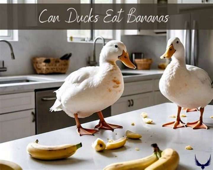 Do ducks eat bananas?