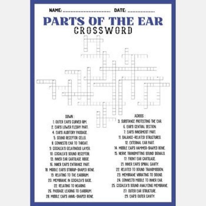 Edible parts of an ear Crossword Clue