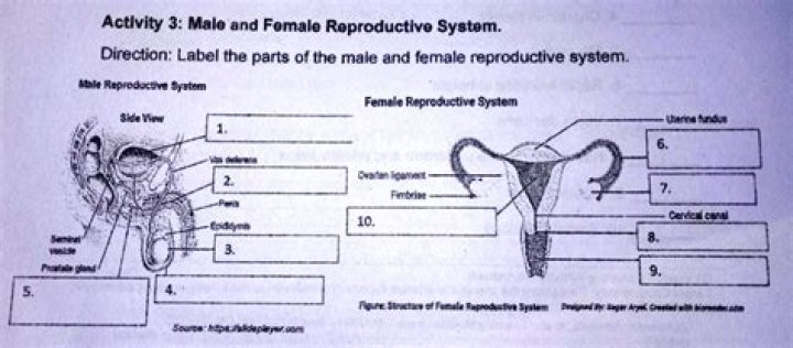 Female reproductive system sagittal view Quiz