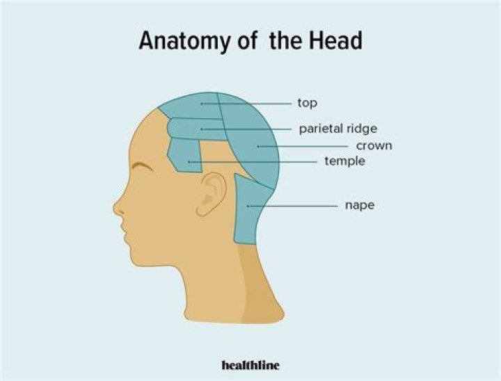 Head and nape anatomy (medium) Quiz