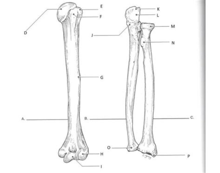 Humorous, Ulna, Radius labeling Quiz