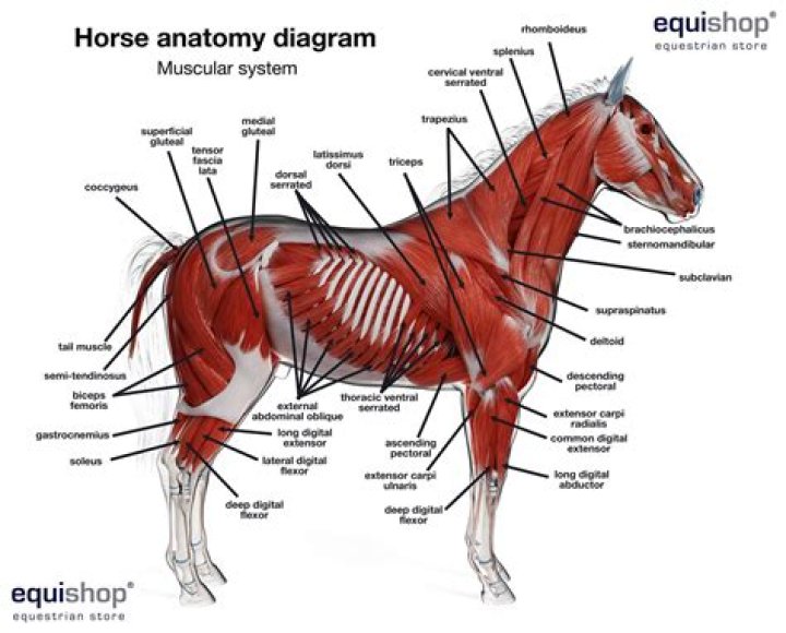Muscle Anatomy of a Horse — Printable Worksheet