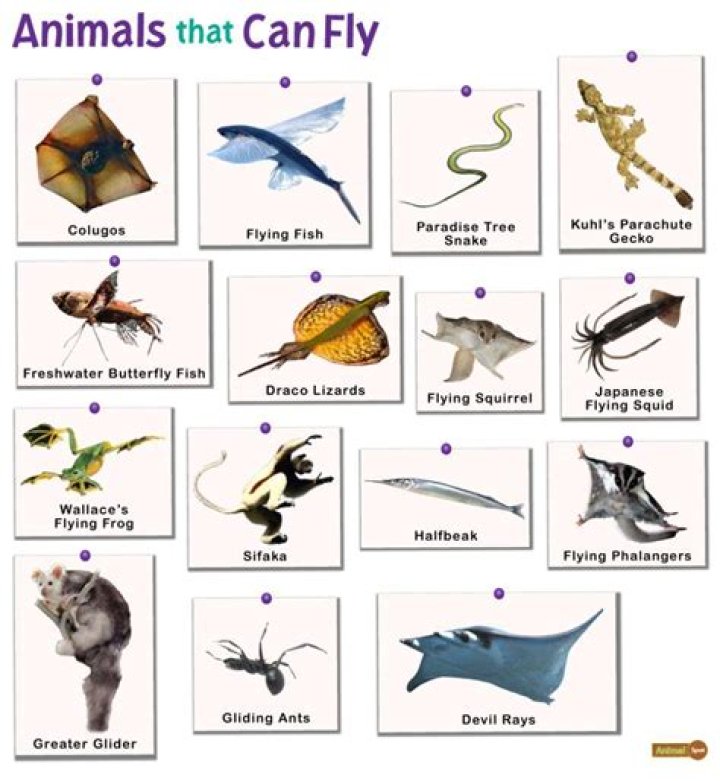 Name An Animal That Has Rough Skin. Fun Feud Trivia Answers