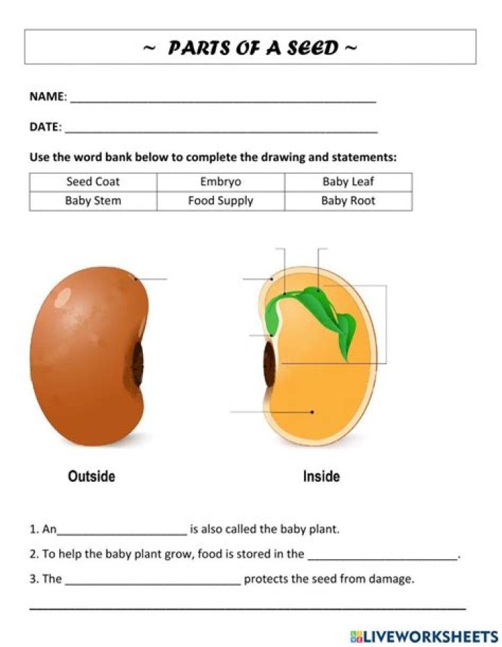 Parts of a Seed Diagram Quiz