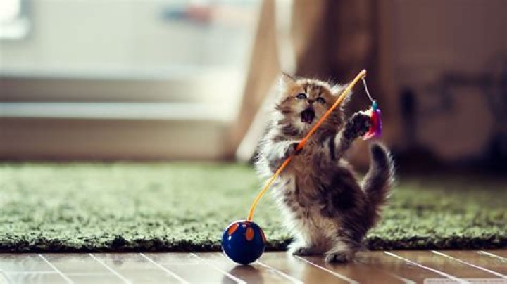 Playful Kitty