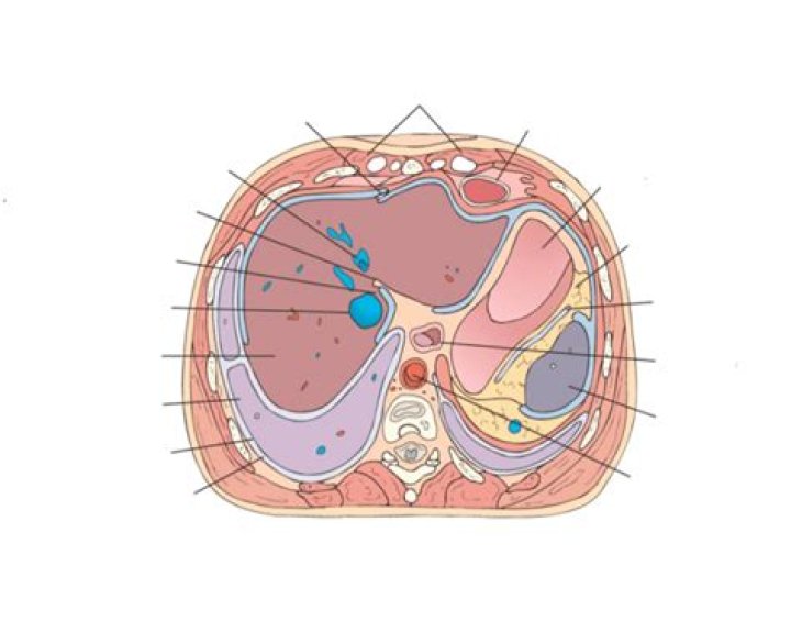 Sec Anat - LVL - Dome of Liver, 10th intravert dis Quiz