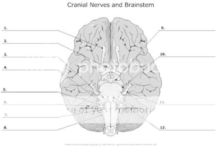 Unlabeled brani diagram - cranial nerves Quiz