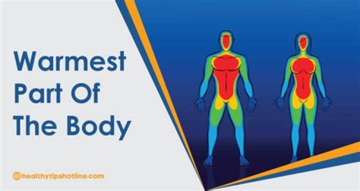 What is the warmest body part?