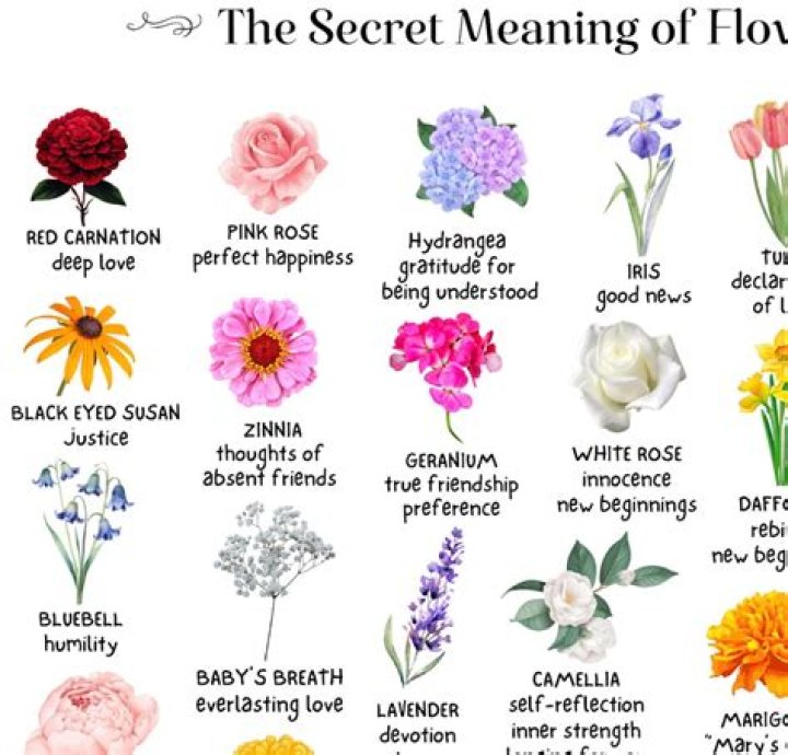 
Which flower symbolizes joy and romantic devotion?: Figgerits Answer + Phrase