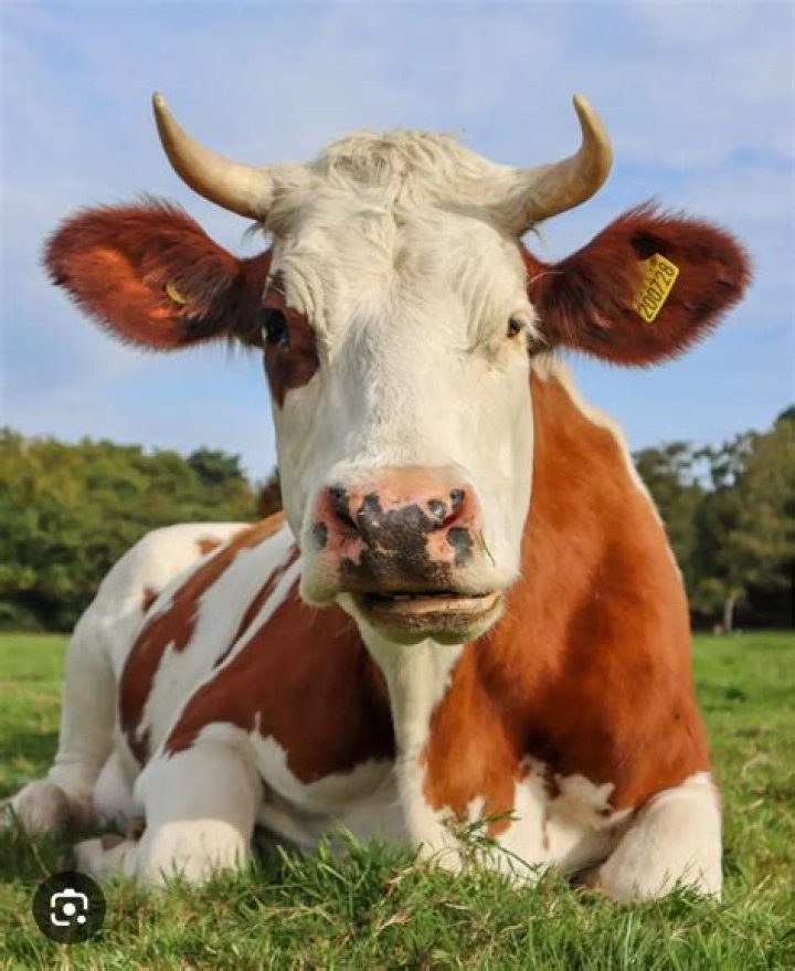 Why do none of my cows have milk Stardew?