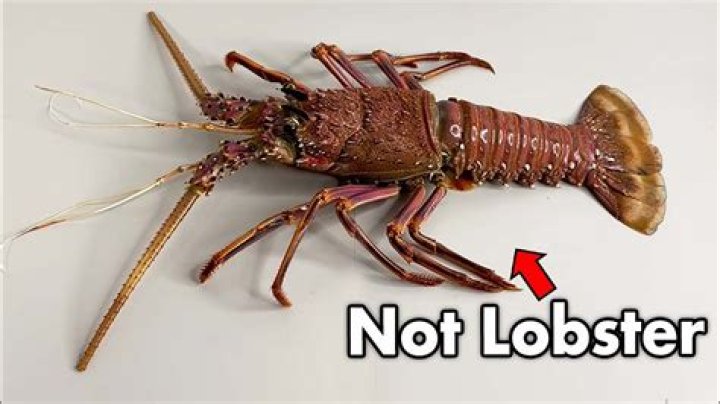 
Why don’t lobsters share? [Riddle Answers]