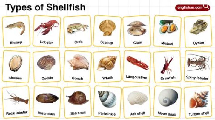 
Word Crush Level 1562: Types Of Shellfish» Answers